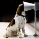 Floki, an English springer spaniel that is currently taking part in covid-19 detection training in south Australia.